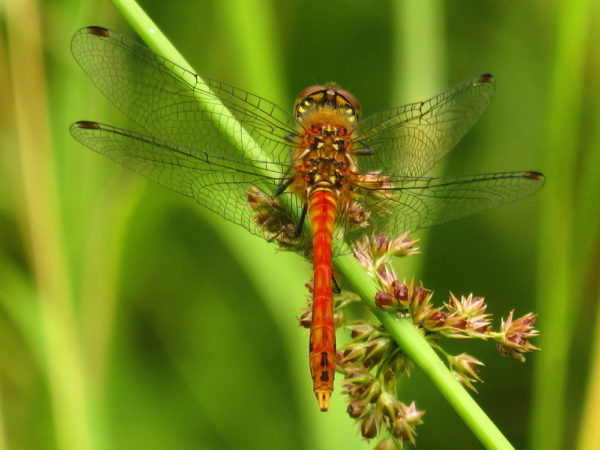 Bloedrode heidelibel (Sympetrum sanguineum) mannetje