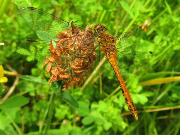 Bloedrode heidelibel (Sympetrum sanguineum) mannetje