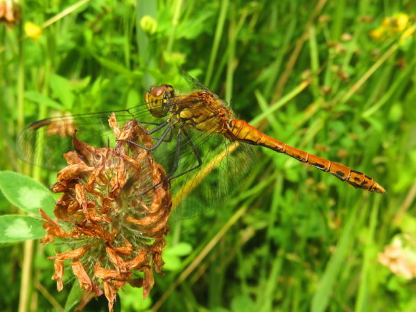 Bloedrode heidelibel (Sympetrum sanguineum) mannetje