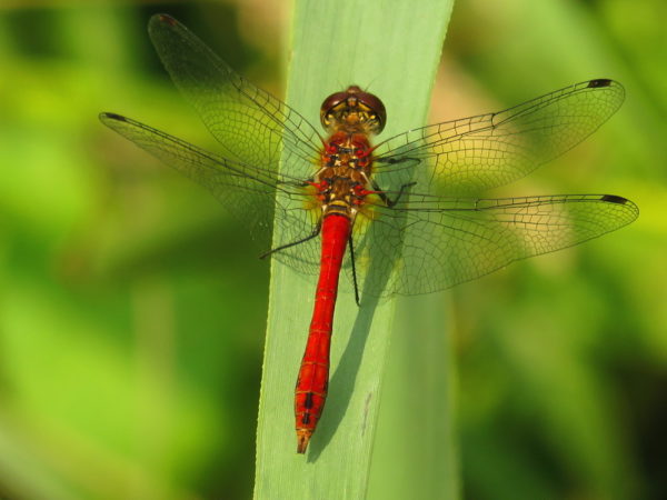 Bloedrode heidelibel (Sympetrum sanguineum) mannetje