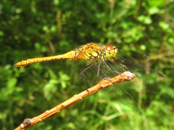Bloedrode heidelibel (Sympetrum sanguineum) jong mannetje