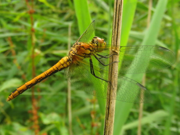 Bloedrode heidelibel (Sympetrum sanguineum) vrouwtje