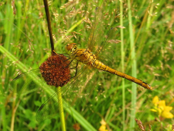 Bloedrode heidelibel (Sympetrum sanguineum) vrouwtje