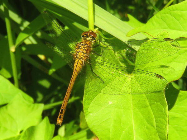 Bloedrode heidelibel (Sympetrum sanguineum) vrouwtje