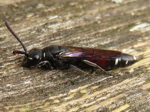 Bonte knotswesp (Sapyga quinquepunctata) vrouwtje