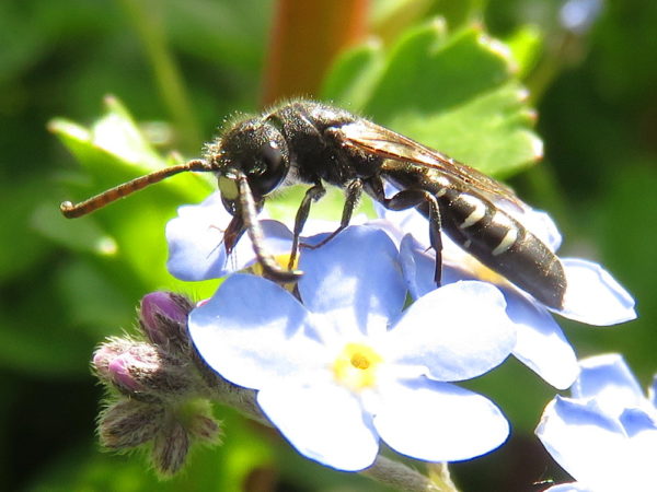 Bonte knotswesp (Sapyga quinquepunctata) mannetje