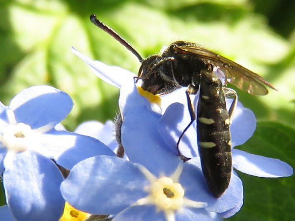 Bonte knotswesp (Sapyga quinquepunctata) mannetje
