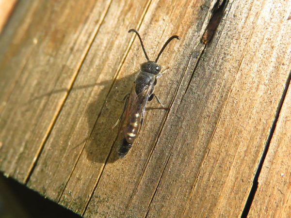 Bonte knotswesp (Sapyga quinquepunctata) mannetje