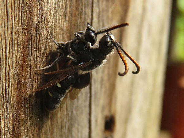 Bonte knotswesp (Sapyga quinquepunctata) mannetje en vrouwtje