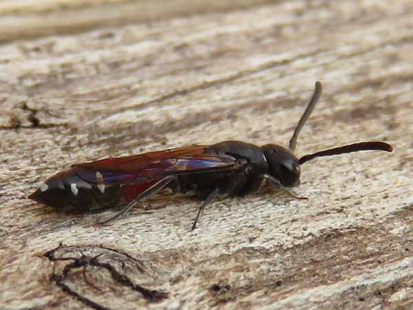 Bonte knotswesp (Sapyga quinquepunctata) vrouwtje