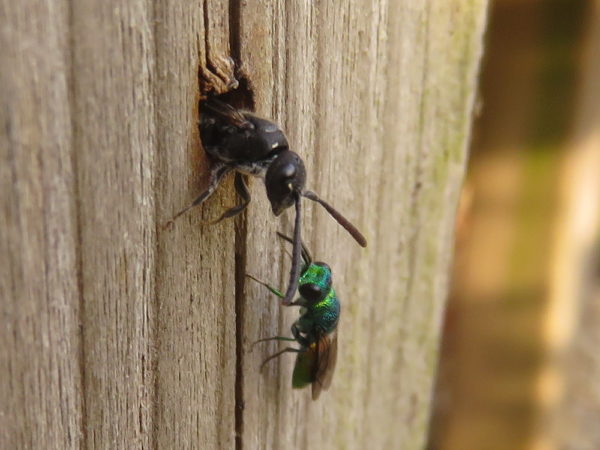 Bonte knotswesp (Sapyga quinquepunctata) vrouwtje