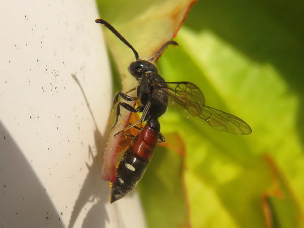 Bonte knotswesp (Sapyga quinquepunctata) vrouwtje