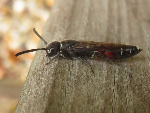 Bonte knotswesp (Sapyga quinquepunctata) vrouwtje