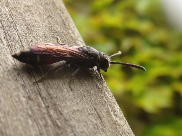 Bonte knotswesp (Sapyga quinquepunctata) vrouwtje