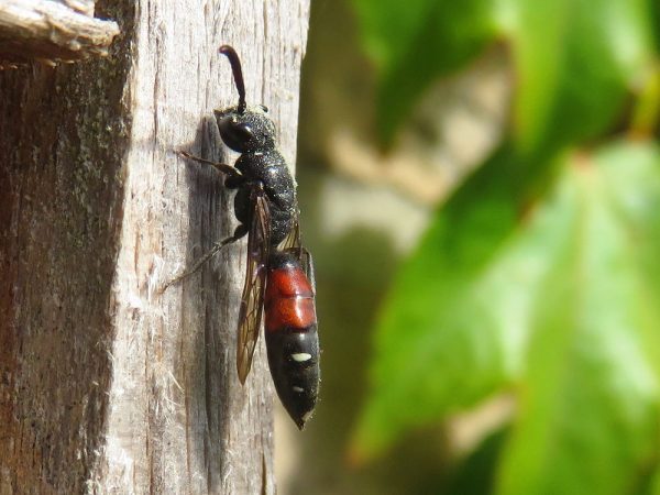 Bonte knotswesp (Sapyga quinquepunctata) vrouwtje