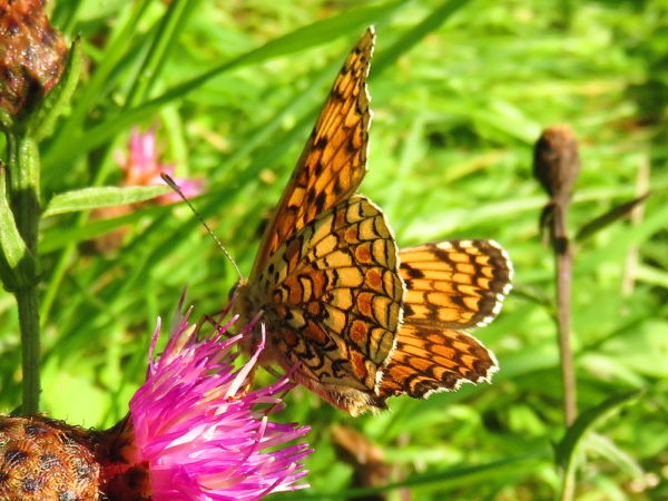 Bosparelmoervlinder (Melitaea athalia)