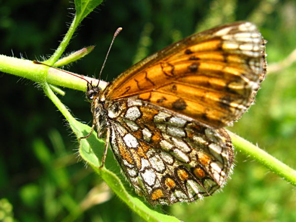 Bosparelmoervlinder (Melitaea athalia) onderkant vleugel