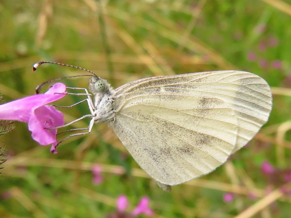 Boswitje (Leptidea sinapis)