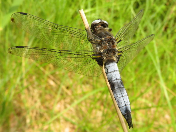 Bruine korenbout (Libellula fulva) mannetje