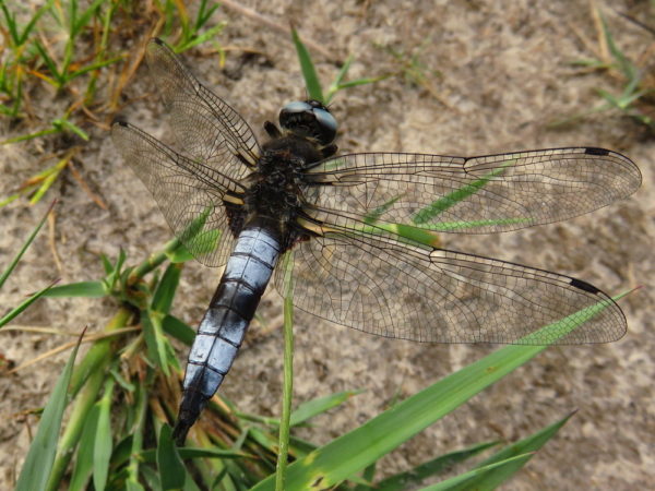 Bruine korenbout (Libellula fulva) mannetje