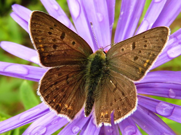 Bruine vuurvlinder (Lycaena tityrus) mannetje