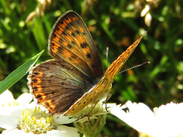 Bruine vuurvlinder (Lycaena tityrus) vrouwtje