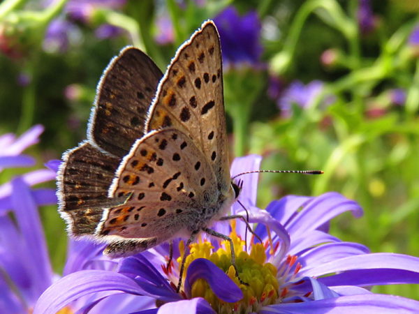 Bruine vuurvlinder (Lycaena tityrus) mannetje