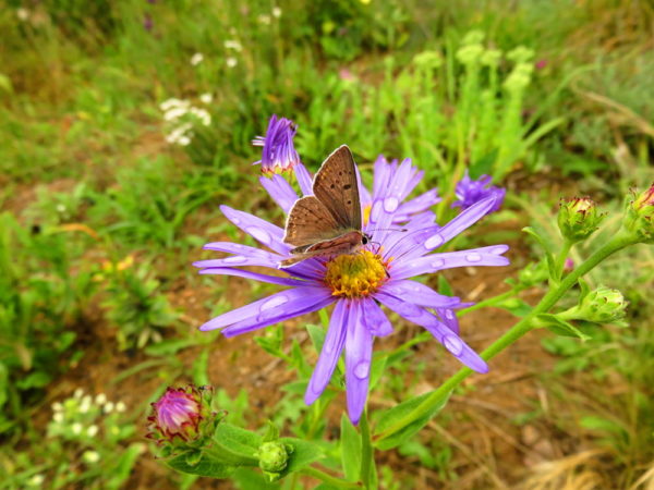 Bruine vuurvlinder (Lycaena tityrus)