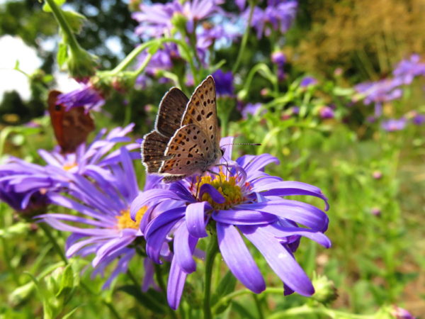 Bruine vuurvlinder (Lycaena tityrus)