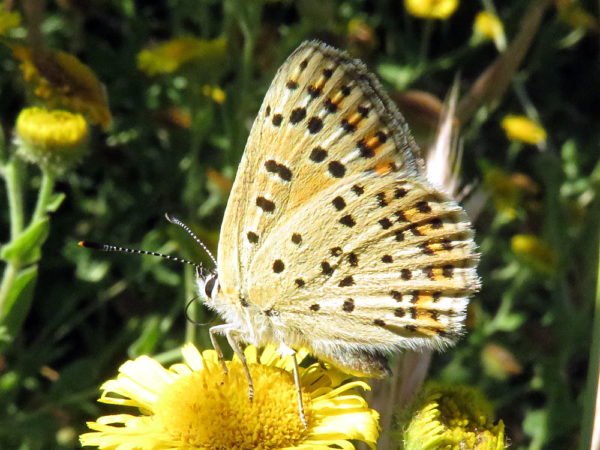 Bruine vuurvlinder (Lycaena tityrus) mannetje