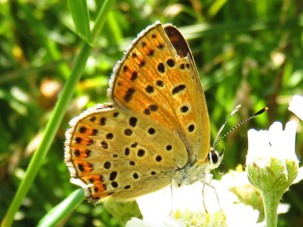Bruine vuurvlinder (Lycaena tityrus) vrouwtje
