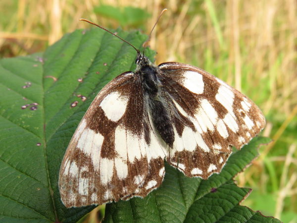 Dambordje (Melanargia galathea)