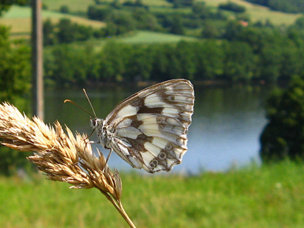 Dambordje (Melanargia galathea)