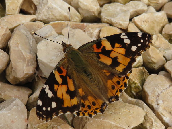 Distelvlinder (Vanessa cardui)