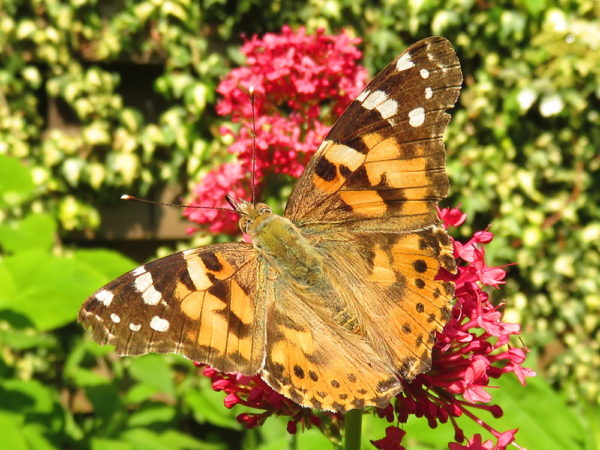 Distelvlinder (Vanessa cardui)