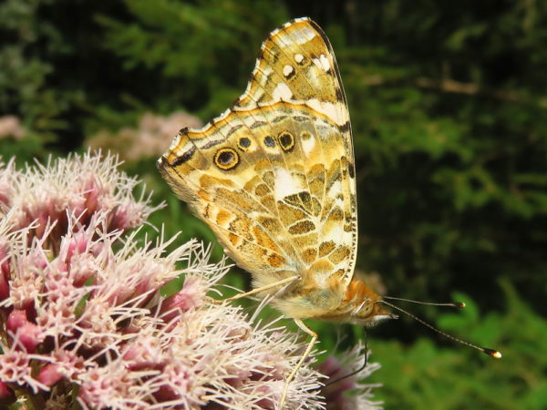 Distelvlinder (Vanessa cardui)
