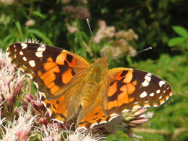 Distelvlinder (Vanessa cardui)