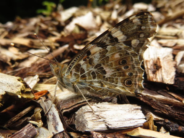 Distelvlinder (Vanessa cardui)