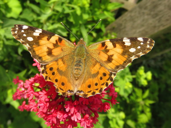 Distelvlinder (Vanessa cardui)