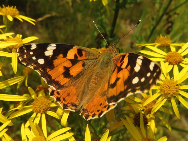 Distelvlinder (Vanessa cardui)