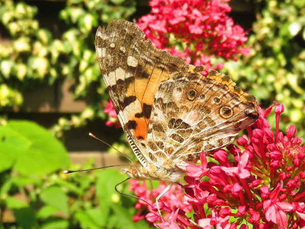 Distelvlinder (Vanessa cardui) onderkant vleugel