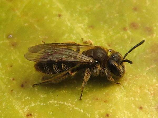 Gewone Dwergzandbij (Andrena minutula) vrouwtje