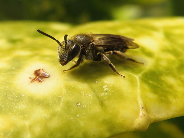 Gewone Dwergzandbij (Andrena minutula) vrouwtje
