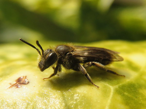 Gewone Dwergzandbij (Andrena minutula) vrouwtje