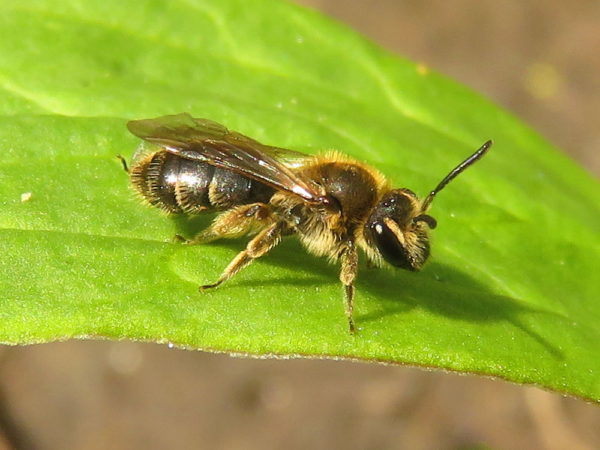 Gewone Dwergzandbij (Andrena minutula) vrouwtje