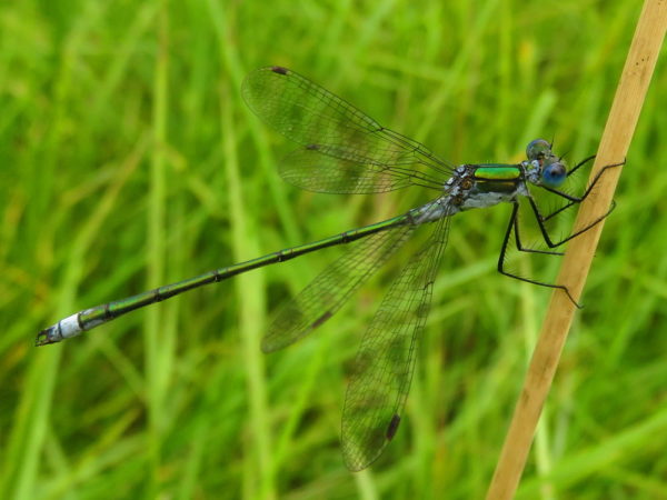 Gewone pantserjuffer (Lestes sponsa) mannetje