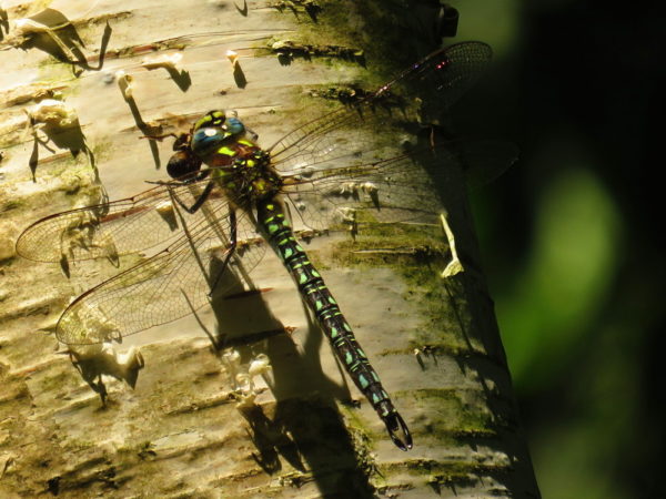 Glassnijder (Brachytron pratense) mannetje