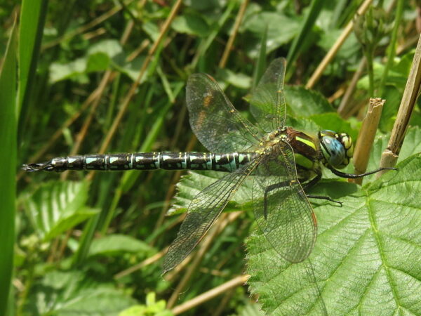Glassnijder (Brachytron pratense) mannetje
