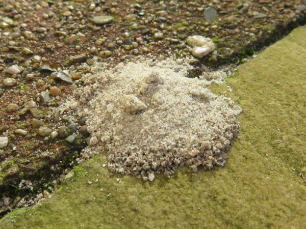 Graafwesp