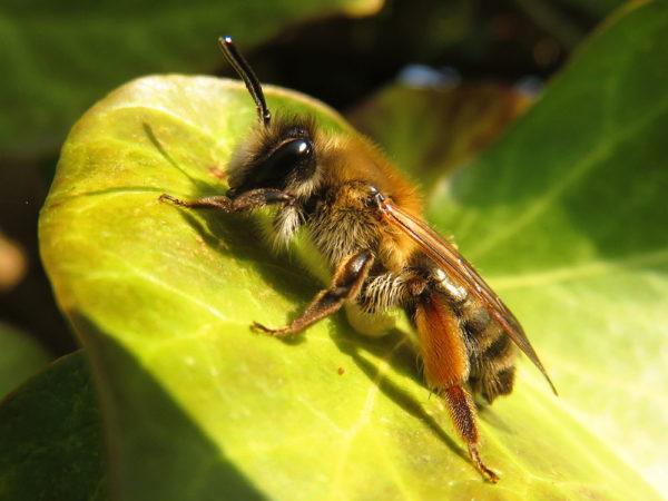 Grijze rimpelrug (Andrena tibialis) vrouwtje